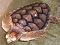 Sea Turtles  OF THE WORLD Australian Herpetology Website John Fowler